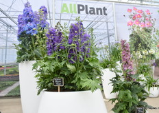 De Delgenius serie. 4 verschillende Delphiniums, de Glitzy, Juliette, Shelby en de Breezin.